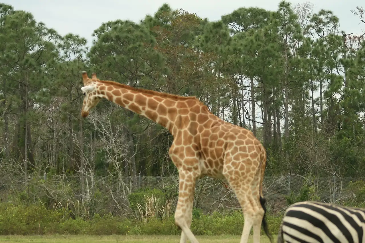 Giraffe at Lion Country Safari in Loxahatchee.